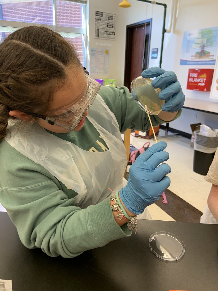 wlcjgreiner's tweet photo. Med Term students plating bacteria. Which antibiotic inhibits bacteria growth the most? #WilsonISaVibe #NisdCTE https://t.co/vK4dng2RcD