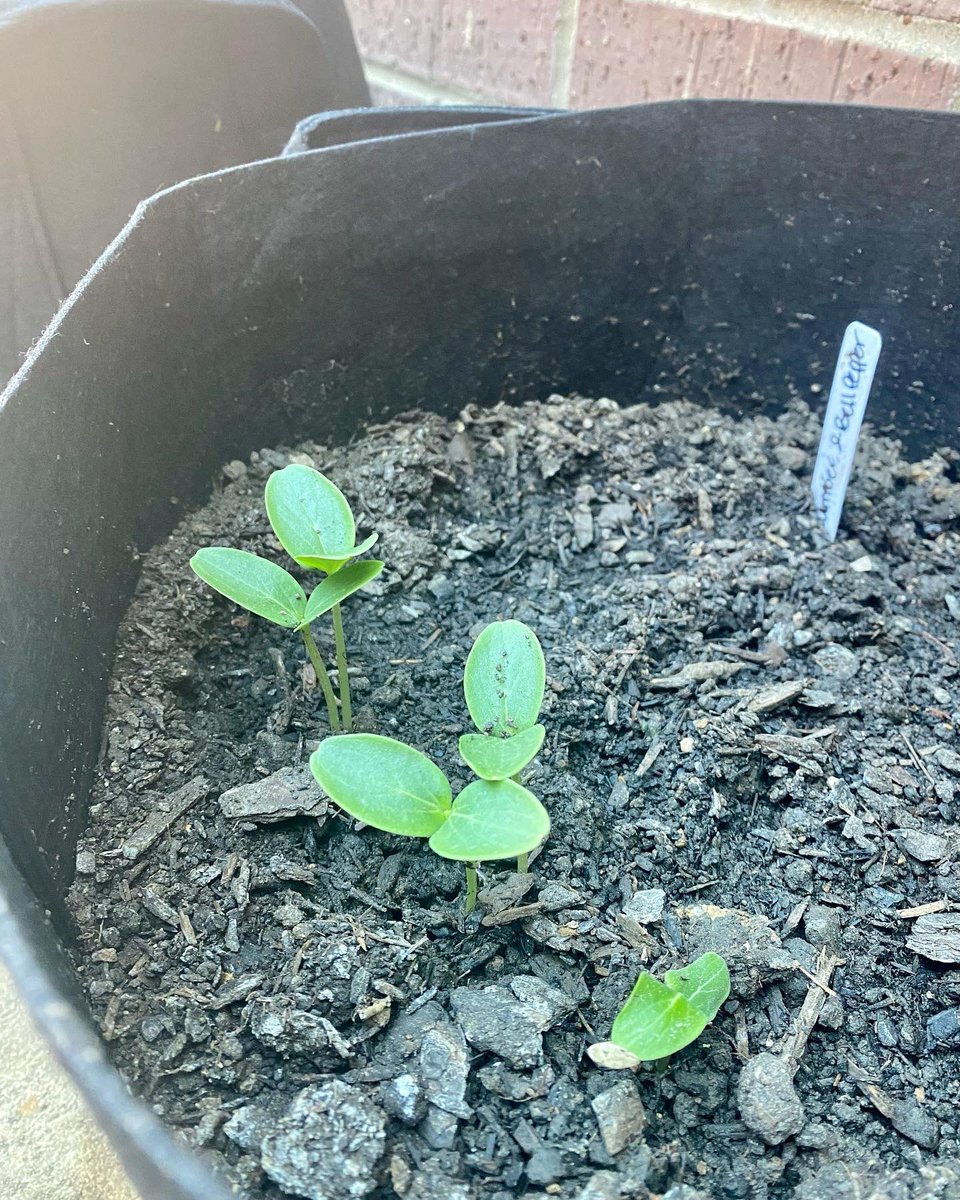 LittlejohnAPES's tweet photo. IB ESS and AP Environmental Science students practicing experimental design and learning how to grow things. #FHSRaccoons @FHSRaccoons https://t.co/w5QBz1xwNN