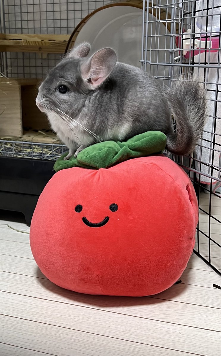 mosumorumo's tweet photo. トマト乗りまるた
#チンチラ #chinchilla https://t.co/XsJcECo1dr
