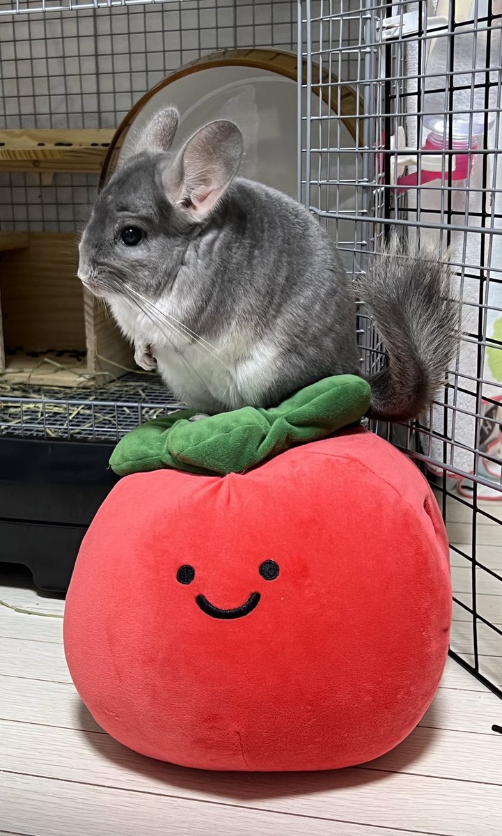 mosumorumo's tweet photo. トマト乗りまるた
#チンチラ #chinchilla https://t.co/XsJcECo1dr
