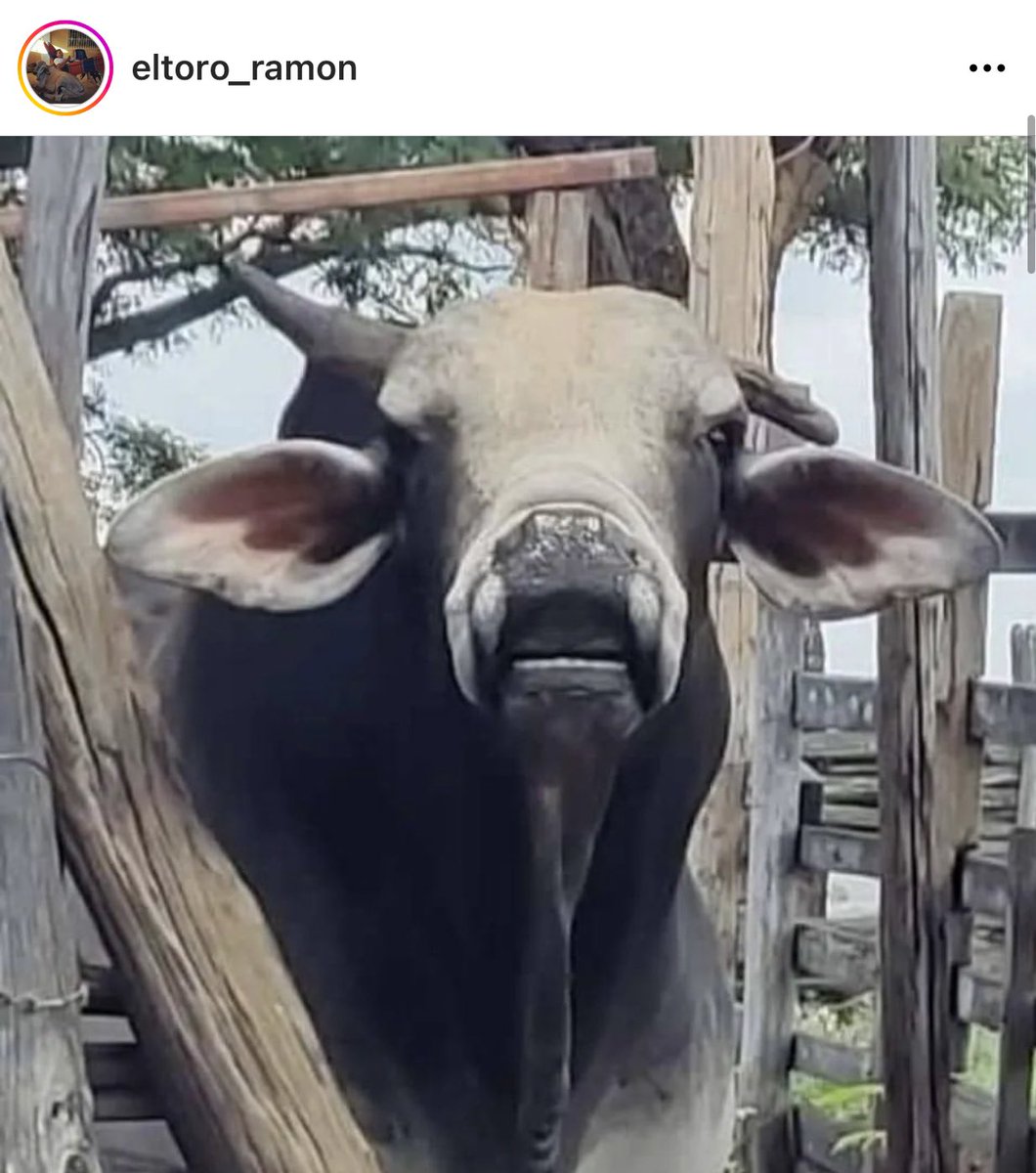 AnimalitoUnido's tweet photo. Estimado @TarekWiliamSaab seguro ya sabe del caso del TORO RAMON, por favor interceda antes que maten al toro, se lo imploramos @DUINCONSUELOC @famproaoficial @PerroUsuario @nereydajpg #salvemosaltororamon Dale RT este animalito merece que le ayuden https://t.co/3mkmgf6vm4