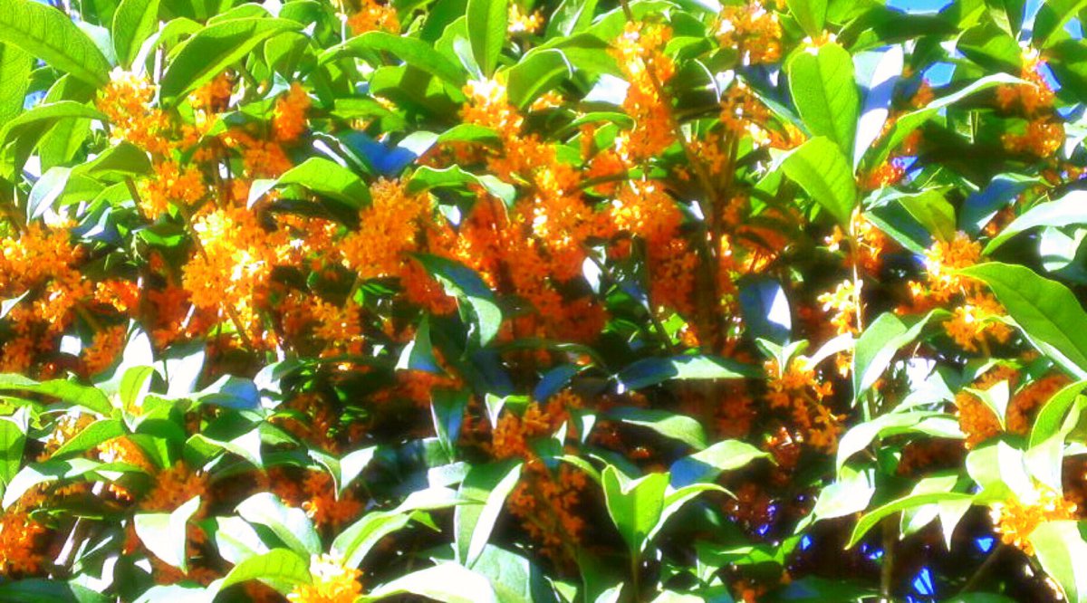 __hummingbird__'s tweet photo. 今年はオレンジのカーテンを引いたように驚く程咲いてくれた金木犀。垣根を眺めながらうっとりする日々…すぐ雨が降る年が多かったけれど、今年は長めに楽しめて幸せでした。
金木犀が散ると庭は秋支度、剪定が毎朝の日課です。 https://t.co/Cx80JICtjY