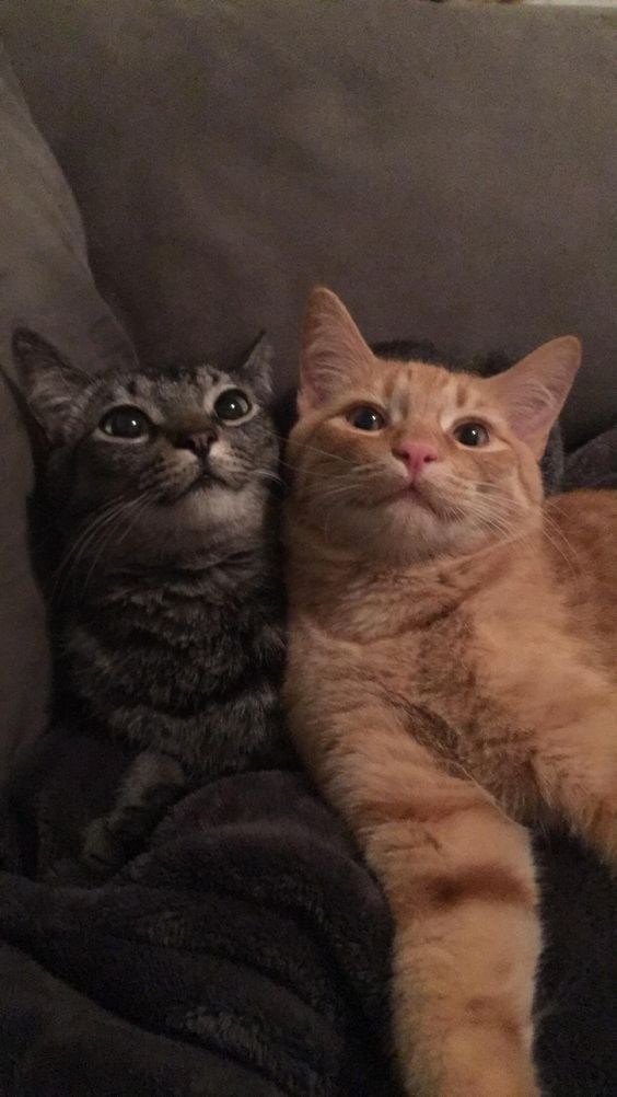 uppuzcats's tweet photo. #TAEHYUN #BEOMGYU 💞 https://t.co/GQiZrb0obk