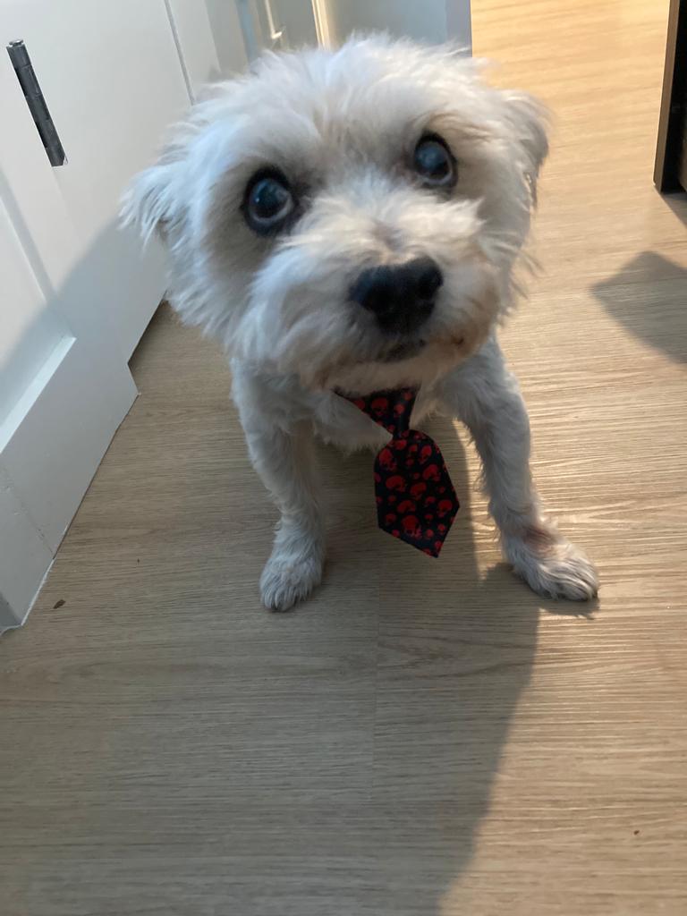 Just a handsome good boy in a neck tie.