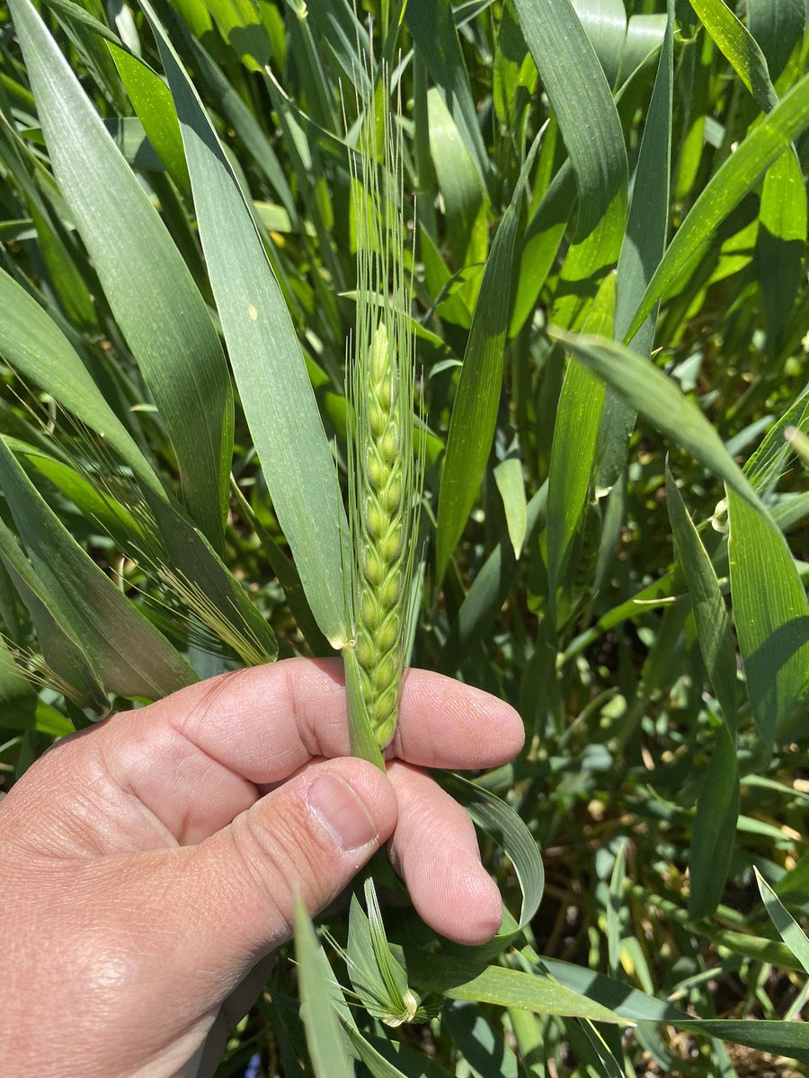 rojasjavier's tweet photo. El laburo de hoy. 
-Inseminación
-Recorrida 
-Inicio de servicio. https://t.co/MMWUqtG9s9