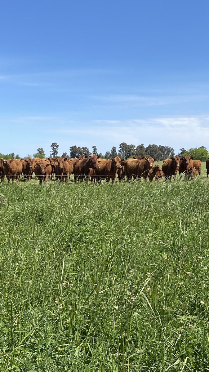 rojasjavier's tweet photo. El laburo de hoy. 
-Inseminación
-Recorrida 
-Inicio de servicio. https://t.co/MMWUqtG9s9