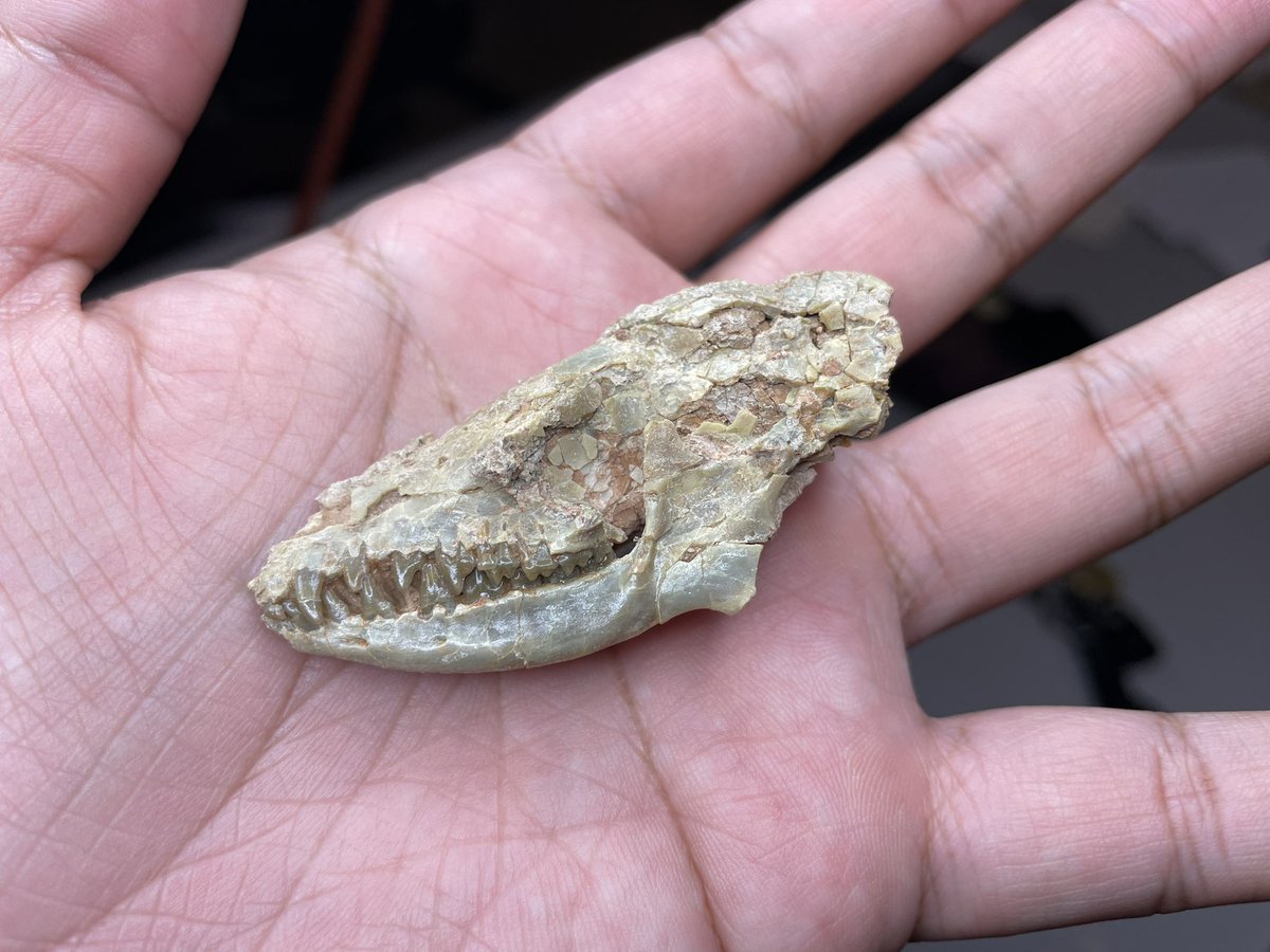 The Alf Museum of Paleontology on Twitter "A FossilFriday mystery! We