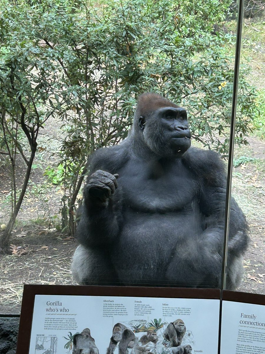 Today. Was. Awesome. Bronx Zoo with Anthro! <a href="/RIH__Super/">Dr. Rui Dionisio</a> <a href="/RHSPrincipalNJ/">Travis Smith</a> <a href="/ramapo/">ramapo</a>