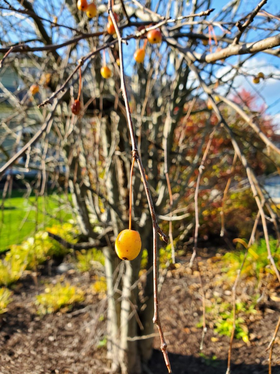 Dream big, little apple.