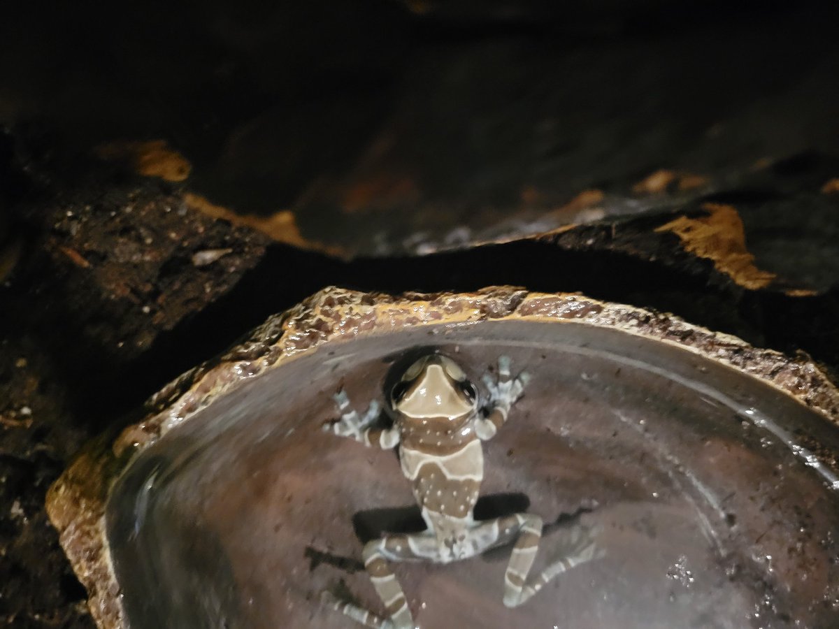 liberalmedia_'s tweet photo. Idk why but I absolutely love it when I come home to my frog lounging in her pool. The first time she did it I thought she had drowned and was dead but since then it's pretty fun to see her using the terrarium amenities 🐸 #amazonmilkfrog #babyfrog https://t.co/pxoKwgCXX1