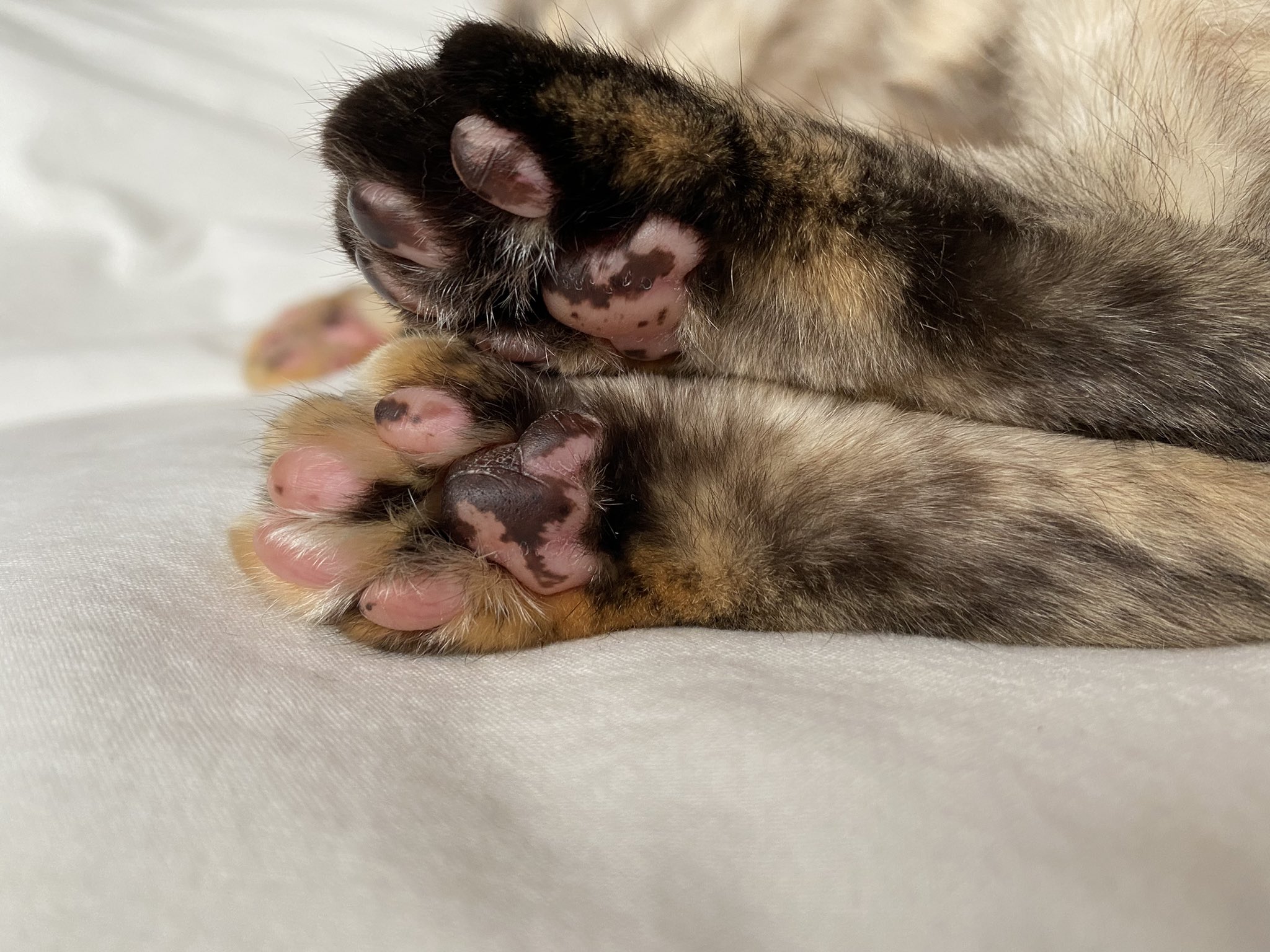 無能猫廃人 333cccaaattt333 Twitter