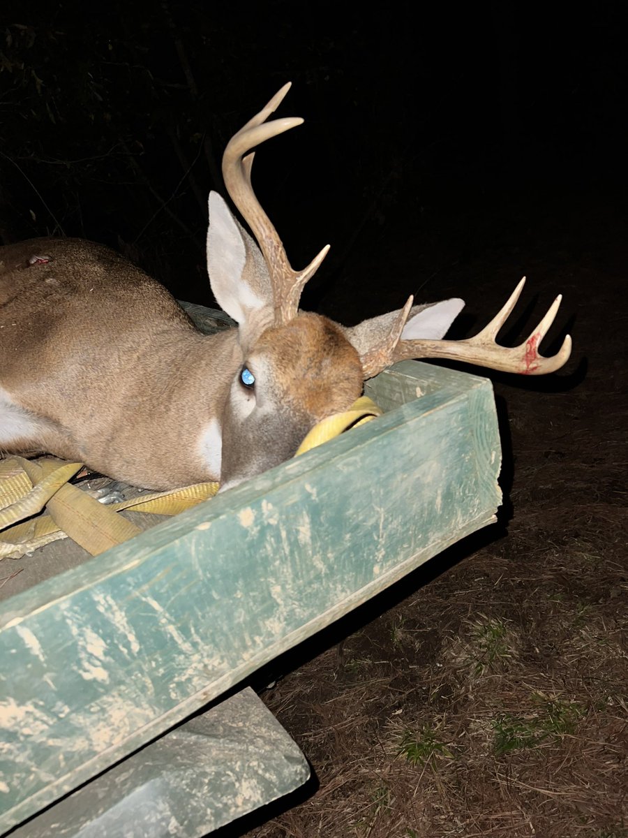 StephenCox_SC's tweet photo. He was already injured from a fight with another buck. 

25 yards. 💪🏻🦌 #IceBreaker #bowkill https://t.co/89LCzyiTmr