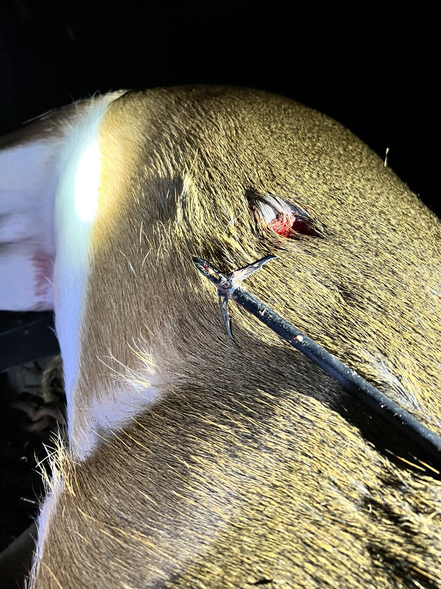 StephenCox_SC's tweet photo. He was already injured from a fight with another buck. 

25 yards. 💪🏻🦌 #IceBreaker #bowkill https://t.co/89LCzyiTmr