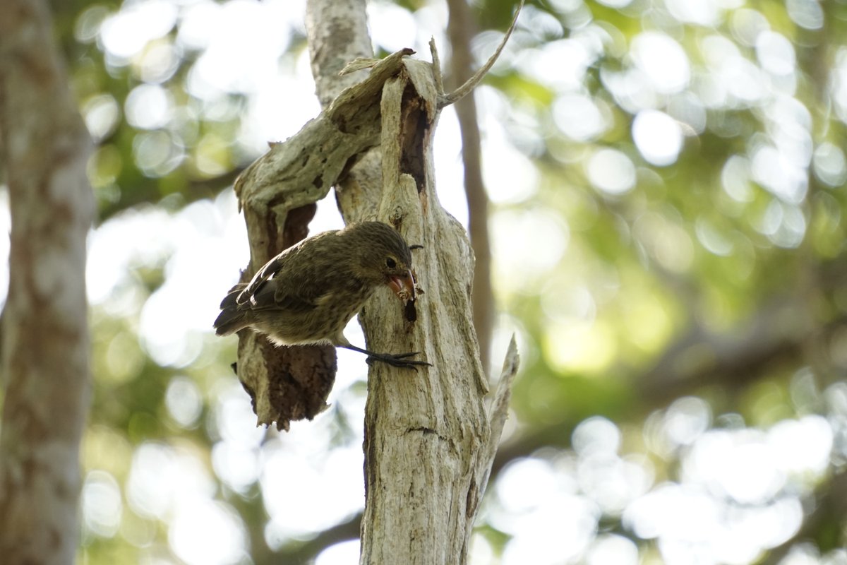 jocotoco_org's tweet photo. Te invitamos a leer la última #ExpediciónVirtual que hizo @MongabayLatam de nuestra reserva Los Petreles, ubicada en la isla San Cristóbal de #Galapagos y descubre porque es un refugio clave para aves y orquídeas del archipiélago.
https://t.co/FKXXmagZMT
📷 Jacob Salinas https://t.co/9iWKWxPT2r