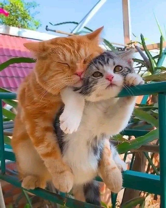 ️geby jfb? (@arandelles) on Twitter photo 