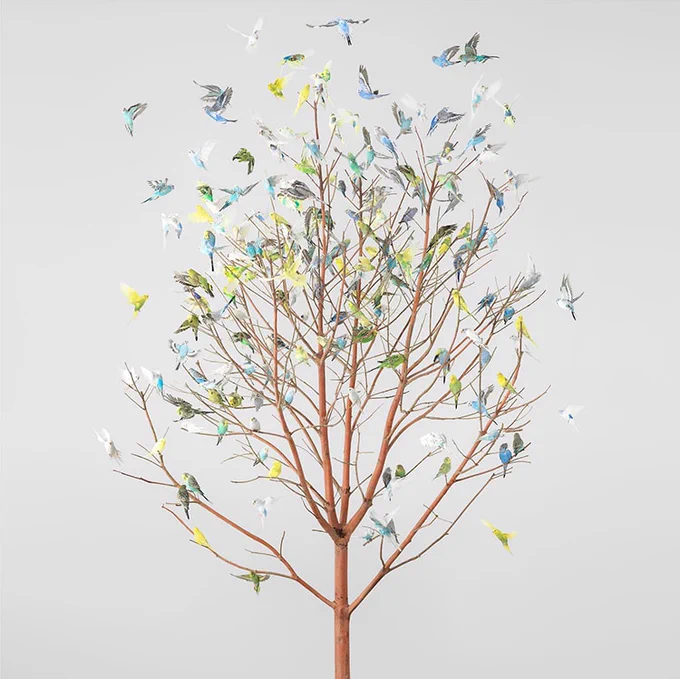シドニー在住で鳥の肖像写真や鳥の映像作品で知られるLeila Jeffreys。 
