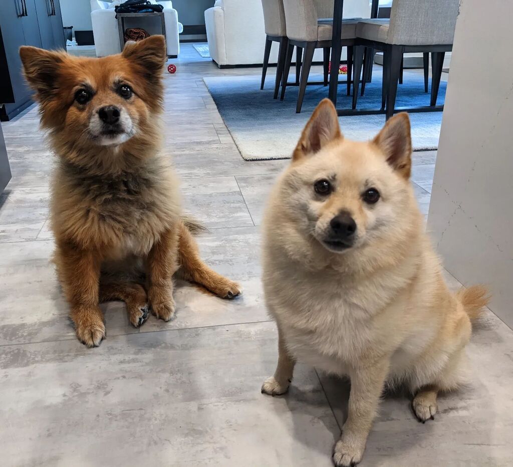 them2dogs's tweet photo. Look at this dog! It's baby! #dogsiblings #dogsofinstagram #dogsoftwitter #perfectpup https://t.co/ecWGdlM6Dj https://t.co/mP67OridpW