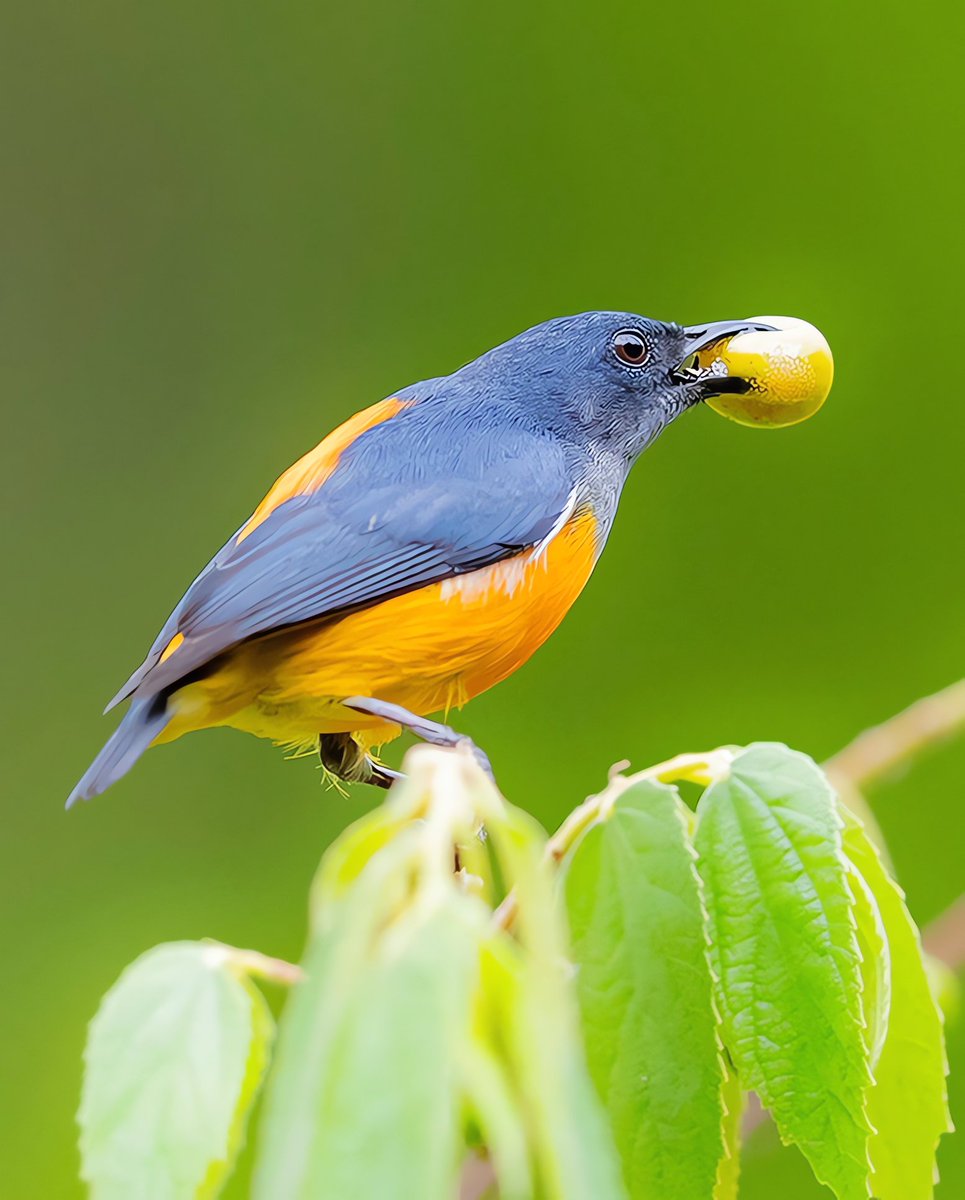 Lovely birds in China🐦 tweet media