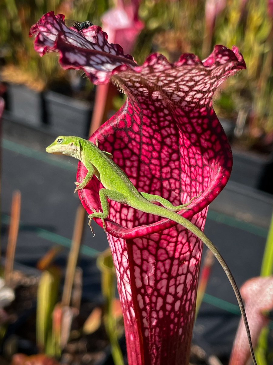 DirtyDivisions's tweet photo. I saw this anole jumping from pitcher to pitcher snacking on tiny insects gambling with each jump to maybe become a snack itself.
.
.
.
#pitcherplant #carnivorousplants #anole #plantsandanimals #rescue #sarracenia #plants #amazingplants #plantas #leuco #leucophylla https://t.co/j0spRs449h