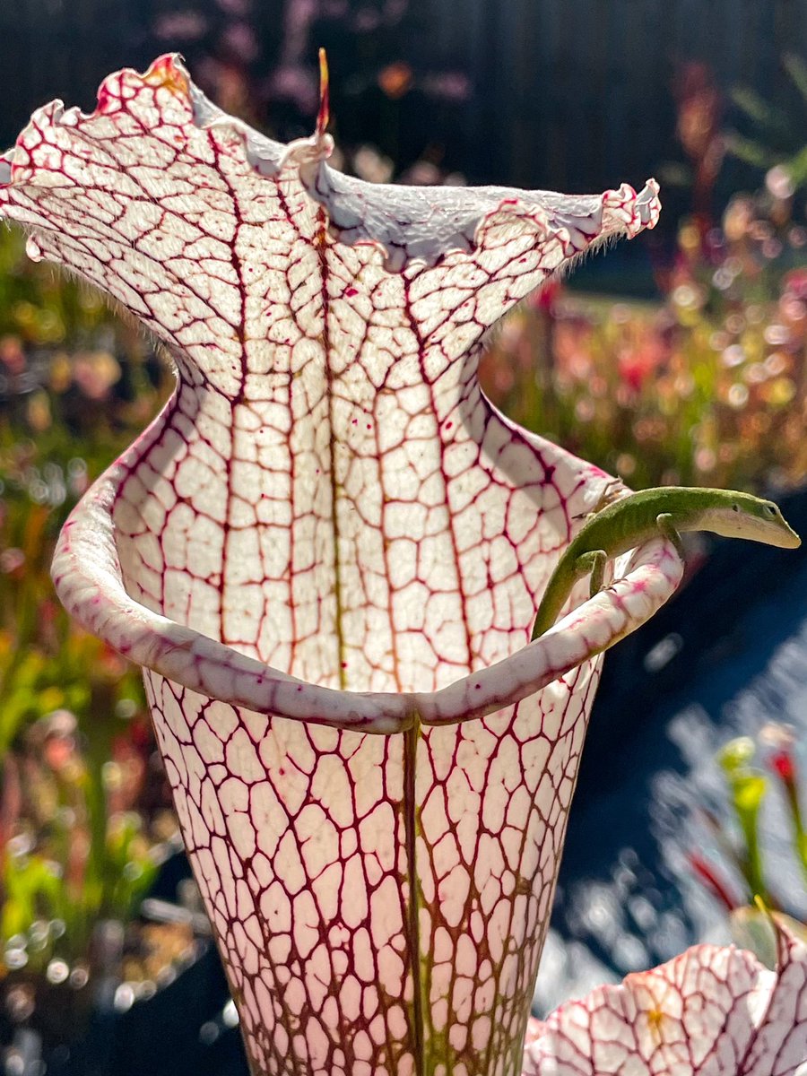 DirtyDivisions's tweet photo. I saw this anole jumping from pitcher to pitcher snacking on tiny insects gambling with each jump to maybe become a snack itself.
.
.
.
#pitcherplant #carnivorousplants #anole #plantsandanimals #rescue #sarracenia #plants #amazingplants #plantas #leuco #leucophylla https://t.co/j0spRs449h