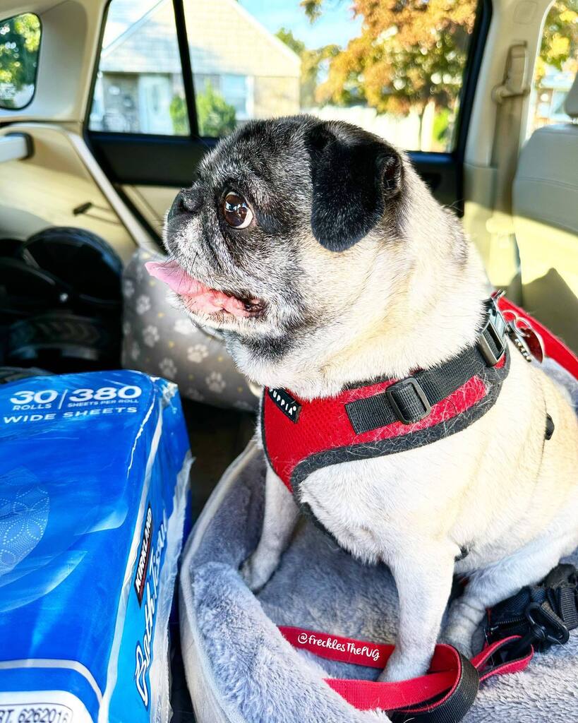 FrecklesThePUG's tweet photo. Happy #Friyay! 
#pug https://t.co/tjGAGSQNQf https://t.co/0MJafGBvar