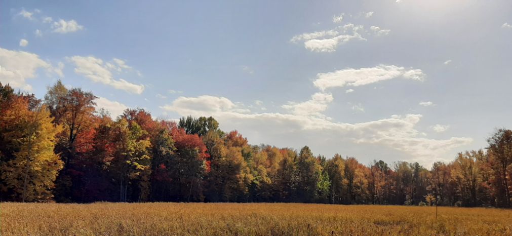 FototakerTony's tweet photo. We've been GONE all day. WHO doesn't like a #NatureArea? #NewYorkState has a lot of such places!! @newyorkstate #laNaturaleza @ExploreNYparks #WNY #Nature #JustLOOK #RESPECTnature #RESPECTtrees #CelebrateTREEs https://t.co/WFx9JBbiMX