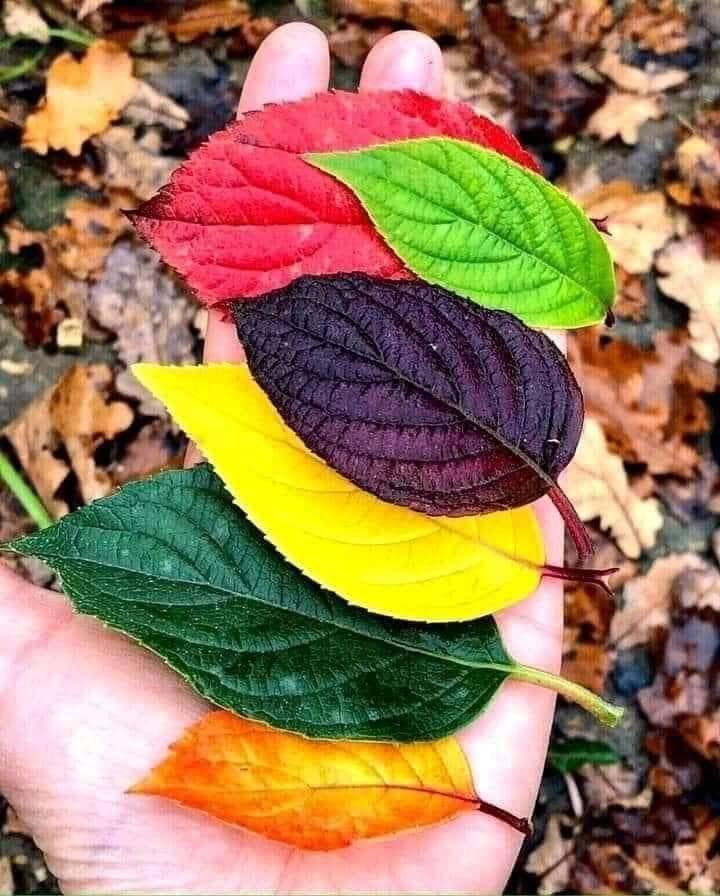 La belleza de los colores otoñales 🍂🍁