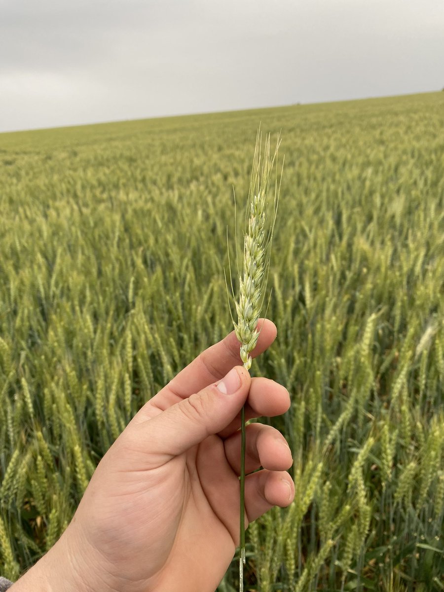 Julifedee's tweet photo. 🌾 ❤️ https://t.co/FBEW5OU5cV