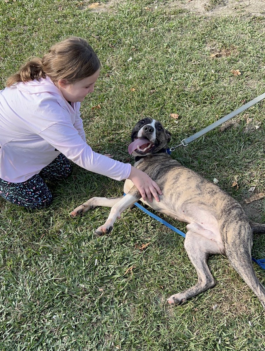 LolaPatolla's tweet image. Pals!!! 
Rescue Coop’s Moonshine is still looking for his family!
Moonshine is smart, the vet said he listens &amp;amp; responds very well..he is treat motivated, and a perfect adventure buddy! Did well on his meet n greet with kids! Please share Moonshine let’s find this boy a home! ♥️