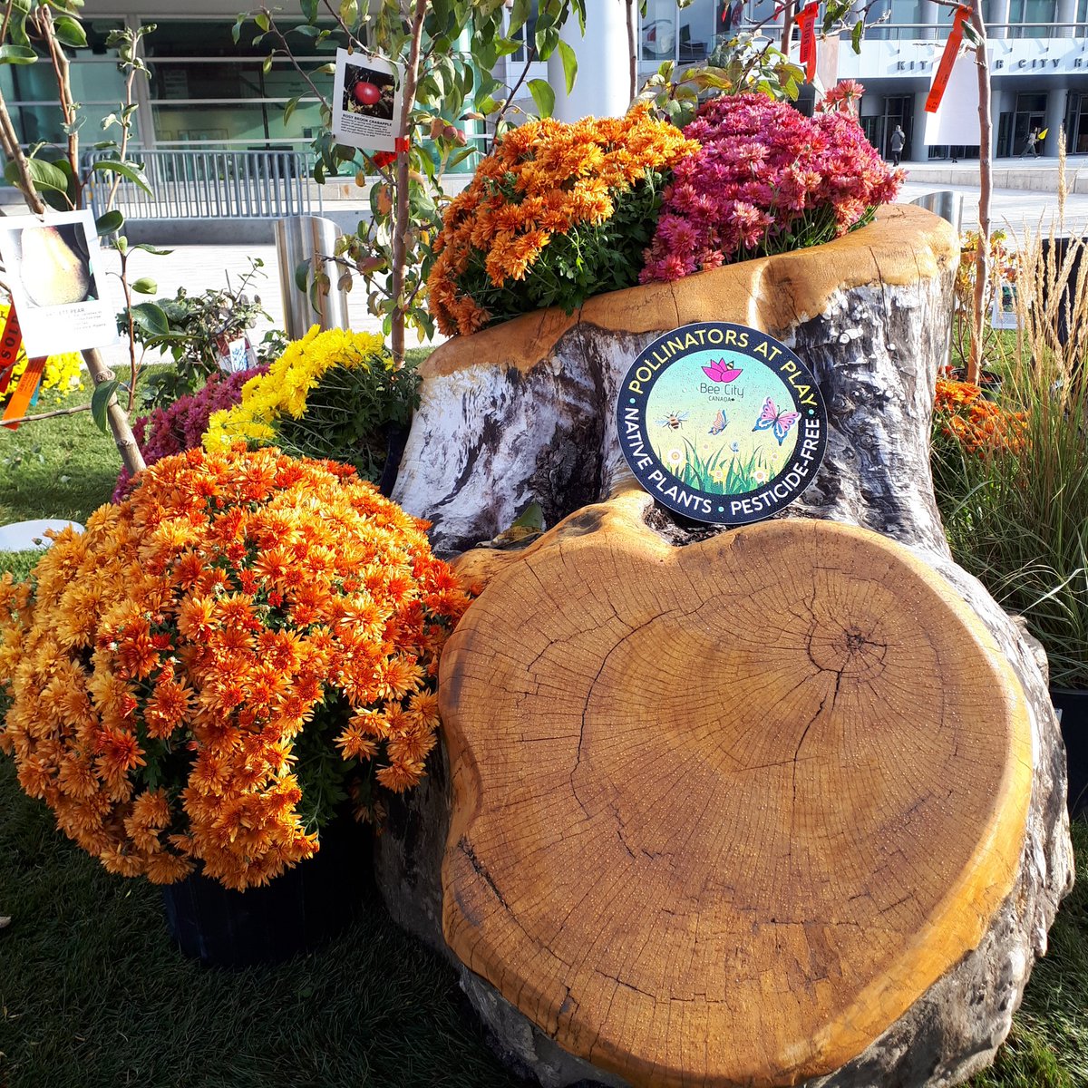 debdchapman's tweet photo. Drop by the pop-up park on King St. Kitchener. Open until Sunday at 8:00pm. Family fun all weekend long! What features would you like to see in your local park? @cityofkitchener #popuppark #placesandspaces https://t.co/aAw6S5Hhzh