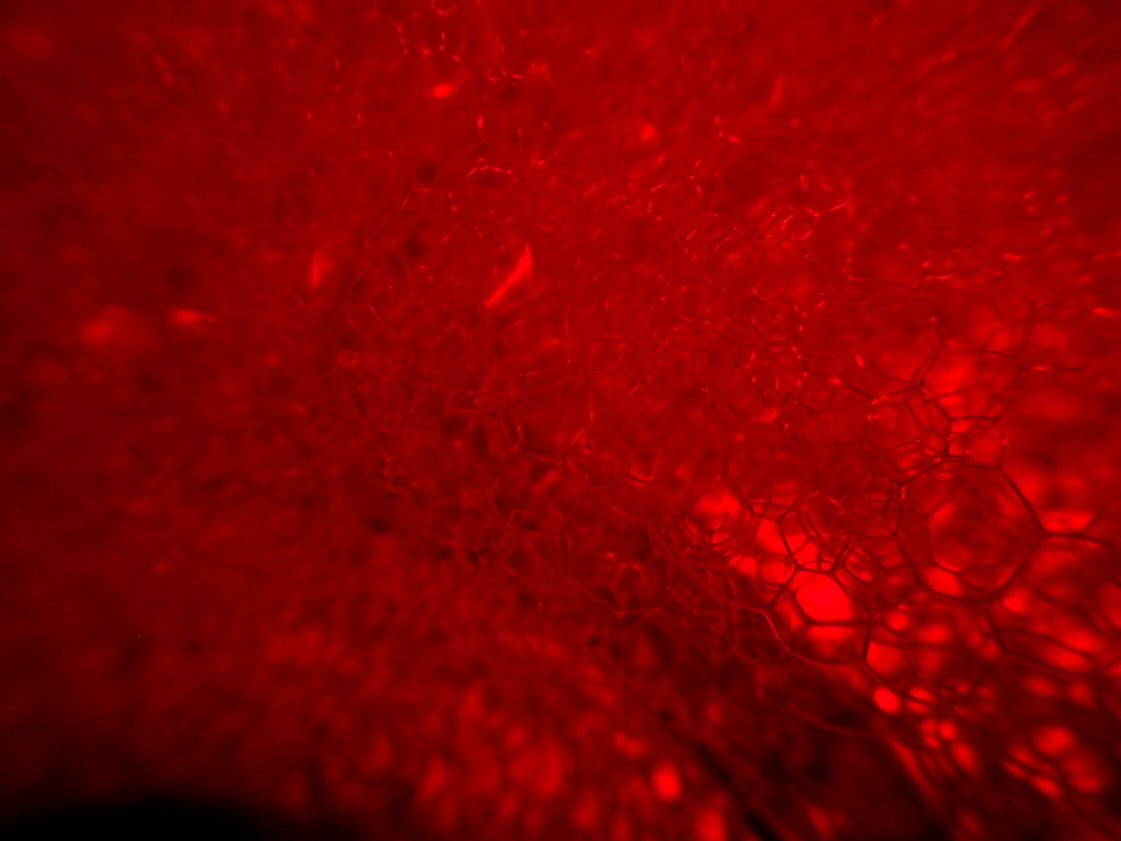 All the crawling living wonder that had been part of me dying like beached fish bit.ly/1Q1UTYd #LorenEiseley