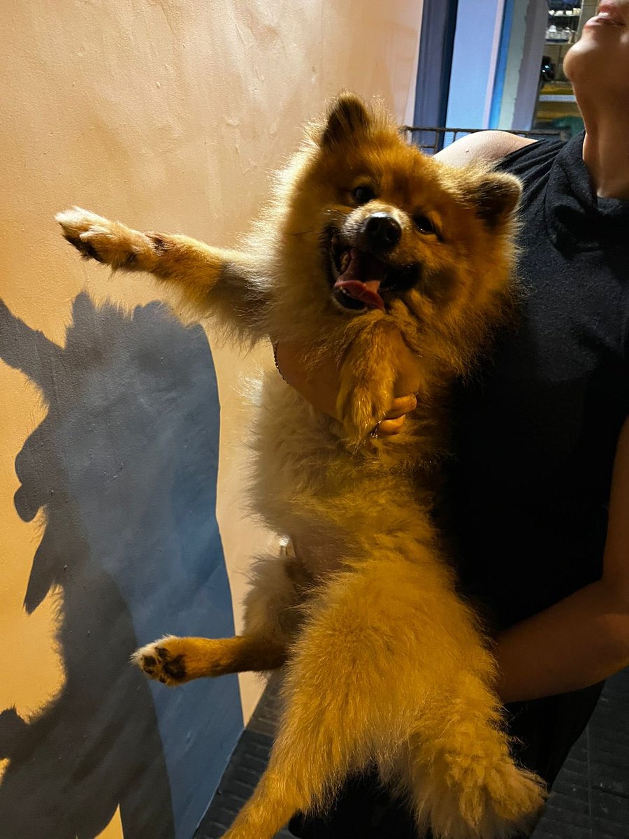 yonitamaliapy's tweet photo. Perro encontrado en zona santísima Trinidad. https://t.co/Jj4Ra4N9kL