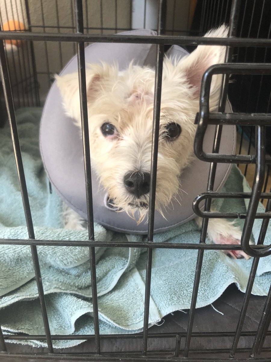 TMZ released this picture of me in the recovery room! 
🤣🤣