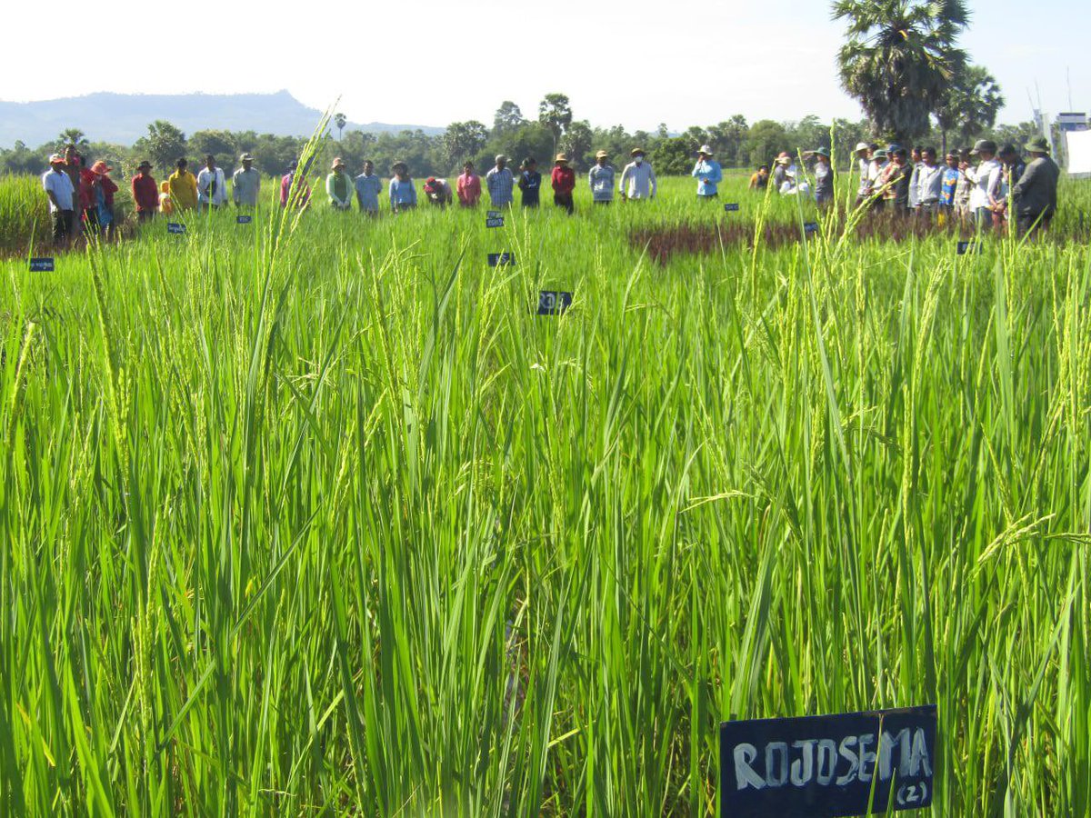 pinginphnompenh's tweet photo. The Povincial Department of Agriculture, Forestry and Fisheires #Preah #Vihear has once again conducted another farmer field visit where farmers from different villages were invited to see the farmlands practiced with #conservation #agriculture through #MetKasekor #Model. https://t.co/hD1r4tFfbI