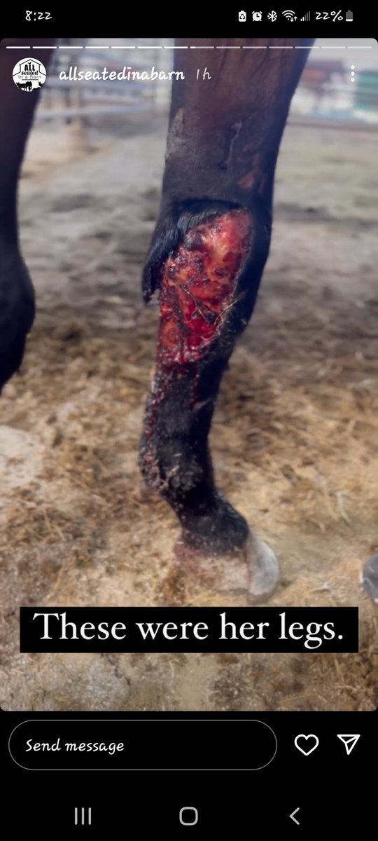 haytown13's tweet photo. @PAOnTheMic Paul Allen. Did you own a racehorse? who did you sell her to? She was sent to slaughter (but saved) https://t.co/Ir4P0y3FDU