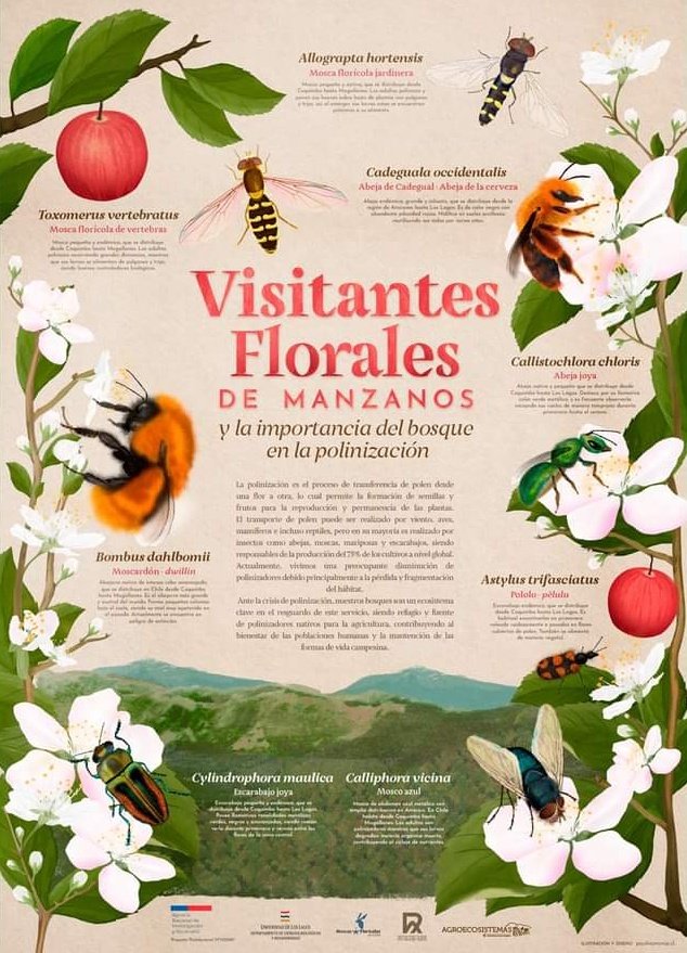El próximo lunes 17 y martes 18 de octubre estaré en Concepción en la UDEC. En esa oportunidad estaré entregando alguno de los últimos póster de polinizadores nativos de manzana de mi proyecto postdoc fondecyt. Si alguién de esos lados está interesado/a, contácteme! Son gratis 😊