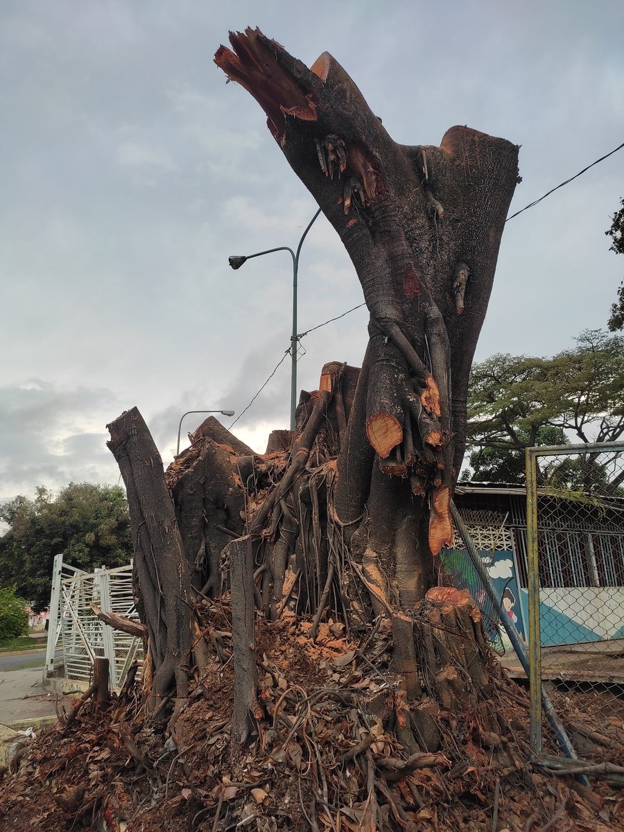 Davidriverobqto's tweet photo. Abro hilo
@TarekWiliamSaab @LuisJonasReyes
@NicolasMaduro 
¿Sabía usted que existe una ordenanza municipal sobre plantación y protección de árboles de la ciudad de Barquisimeto? https://t.co/oAiTDMj2zV
