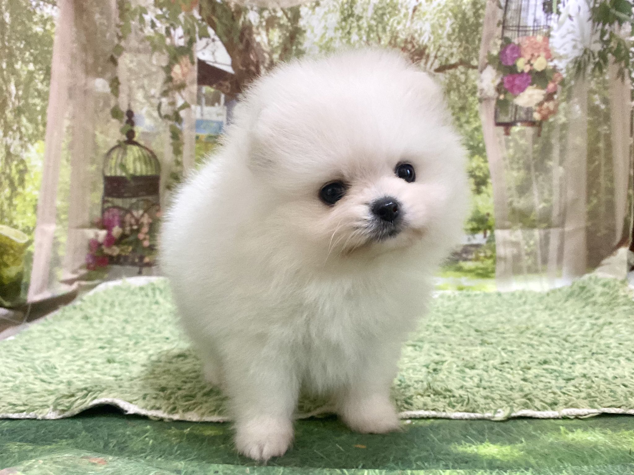 White Lab 日本スピッツブリーダー R Whitelab Twitter