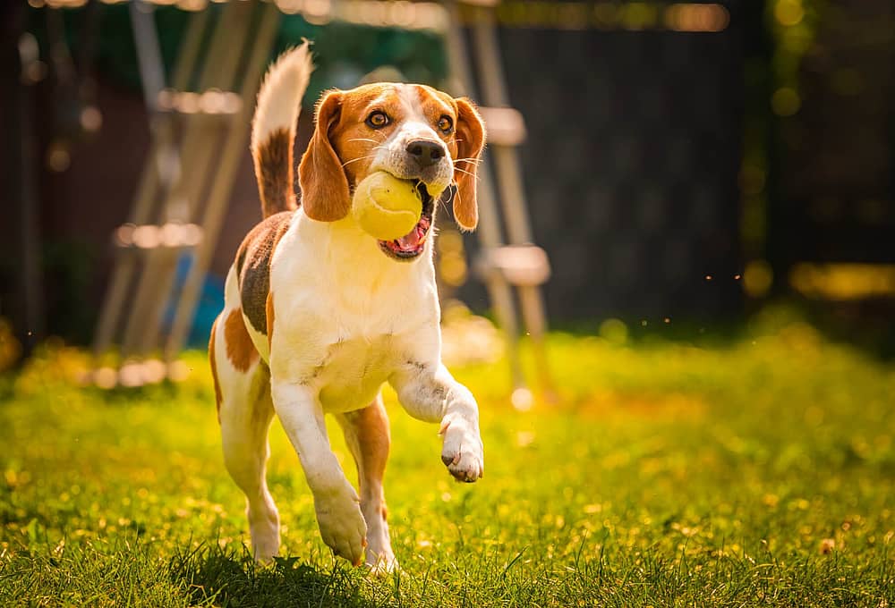 Dibophotographs's tweet image. National Fetch Day..!
🐕🐕🐶🐶
 National Fetch Day is the time to remember how loyal dogs can be and how much most of them love to retrieve something – virtually anything! – that has been thrown.
#fetchday
 @FetchByWebMD 
Follow @Dibophotographs