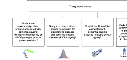 Samuli Ripatti (@samrip) on Twitter photo This massive study combined evidence for the link between autoimmune diseases and dementia using 6 different big-data approaches.
The work was lead by @jlindbohm and <a href="/ninajmars/">Nina Mars</a> with contributions from @pyrysipila, <a href="/heikorunz/">Heiko Runz</a>, <a href="/Gill_Livingston/">Gill Livingston</a>, Ramnik Xavier and many others This massive study combined evidence for the link between autoimmune diseases and dementia using 6 different big-data approaches.
The work was lead by @jlindbohm and <a href="/ninajmars/">Nina Mars</a> with contributions from @pyrysipila, <a href="/heikorunz/">Heiko Runz</a>, <a href="/Gill_Livingston/">Gill Livingston</a>, Ramnik Xavier and many others