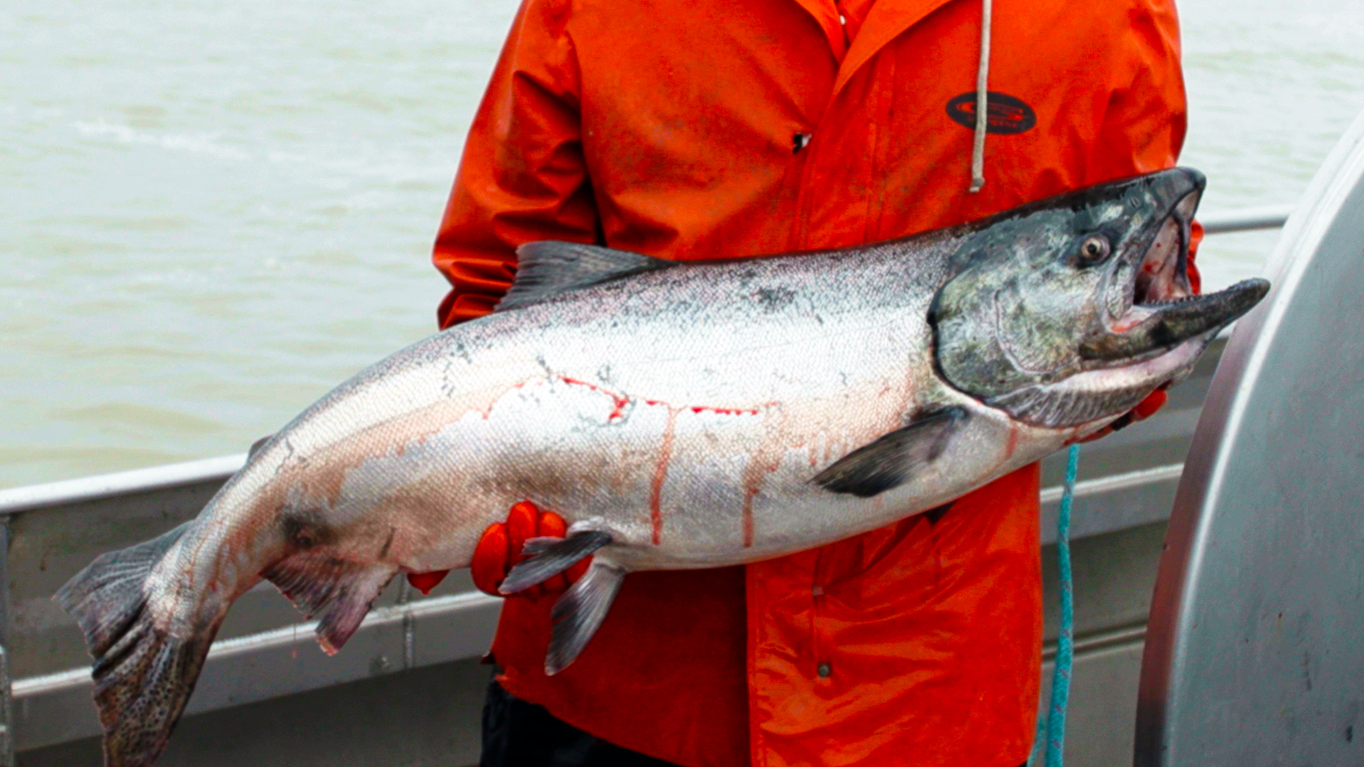 Business Insider on Twitter "Copper River king salmon costs six times