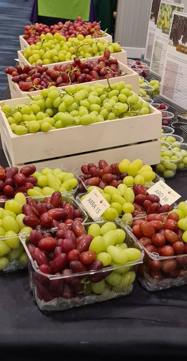 Grapa Varieties tweet media