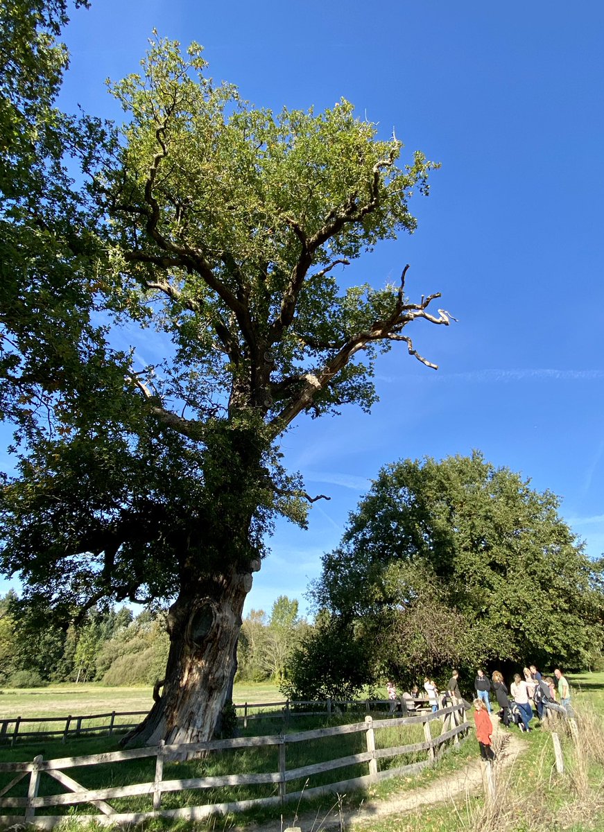 Joris Hellevoort -schrijver van boek over beroemde bomen- houdt zondagmiddag 30 oktober een benefietlezing over en voor de Dikke Boom van Verwolde. Deze dikste eik van ons land staat in Laren (Gelderland) en verkeert in zorgelijke toestand, 🌳👇