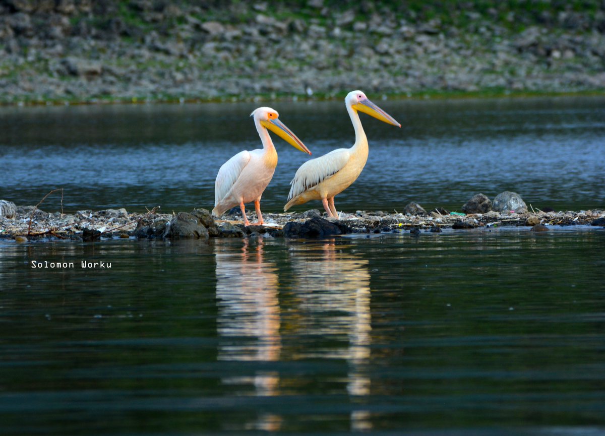 solwors's tweet photo. White - Pelicans 
Lake Shalla, Abijata-Shalla Lakes National Park
The largest water bird with large elastic throat pouches.
#ethiopianwildlife
#wildlifephotography
#birdphotography
#birdwatching
#migratorybirdday https://t.co/FZ8249jiUl