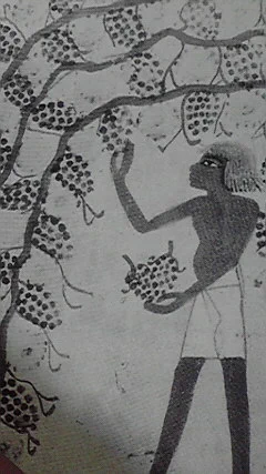 エジプトの葡萄の描き方たのしい 