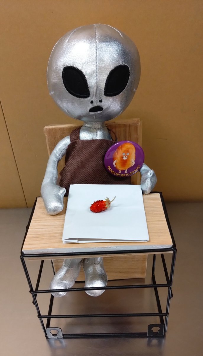 miraiya_mikasa's tweet photo. 密かに、お世話を続けておりましたストロベリーがとうとう実りました🍓実食!!
最初は水っぽかったのに後から酸っぱさが来ました(^▽^;)最近は売っている苺は甘いものが多いので懐かしい酸っぱさです(*'▽')ノ♪
#聖新陶芸 #eggling #Strawberry https://t.co/lArisCLZEH