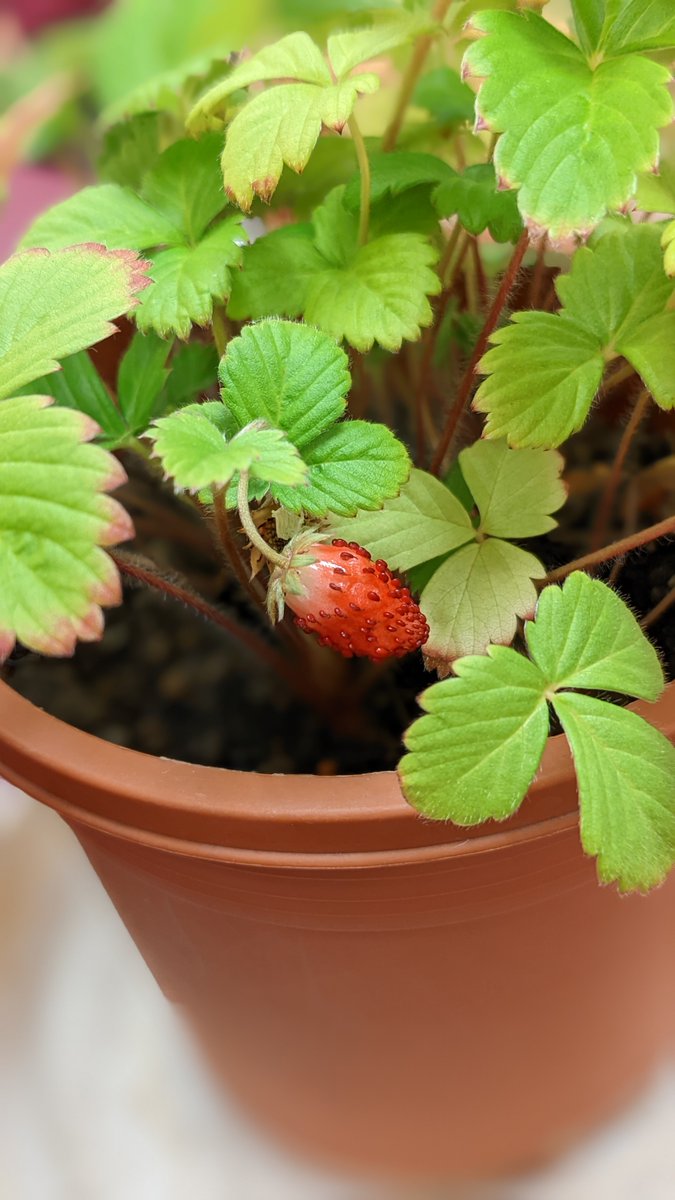 miraiya_mikasa's tweet photo. 密かに、お世話を続けておりましたストロベリーがとうとう実りました🍓実食!!
最初は水っぽかったのに後から酸っぱさが来ました(^▽^;)最近は売っている苺は甘いものが多いので懐かしい酸っぱさです(*'▽')ノ♪
#聖新陶芸 #eggling #Strawberry https://t.co/lArisCLZEH