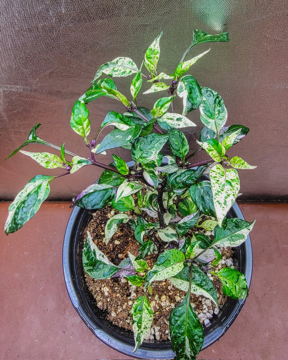 akmetalhead95's tweet photo. If everyone just grew plants to relieve stress, the world would be a much nicer place. There'd be less time to be hateful toward one another, cause conflicts...etc. We'd all just be in zen mode, focused on the damn plants. 😂🌱
#gardening #plantdad #peppergrowing https://t.co/oYSJ03zAyI