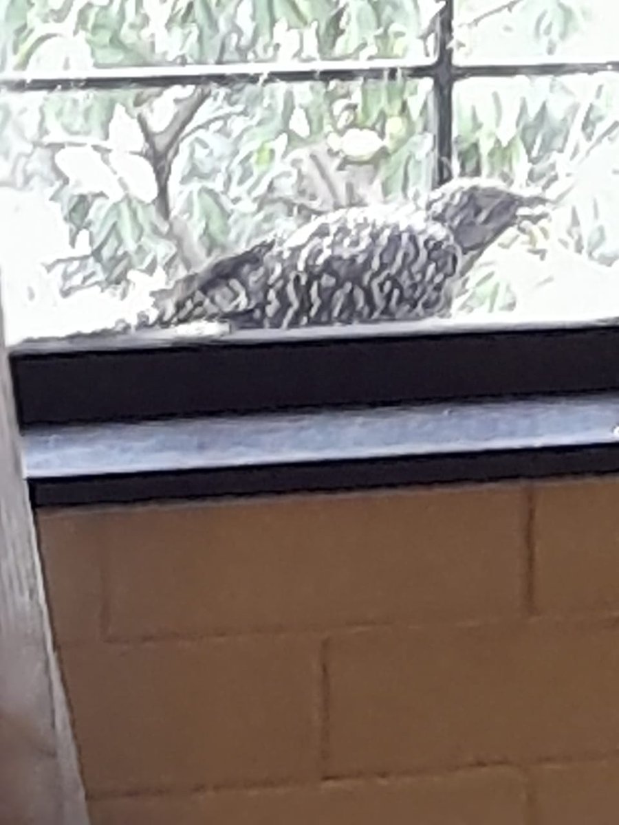 UrbanSantury's tweet photo. @IndiAves @timesofindia @fpjindia @mid_day #mumbai 1 mre added to my sanctuary... Baby koyal (female) on my window... https://t.co/4q2U5uwcGJ