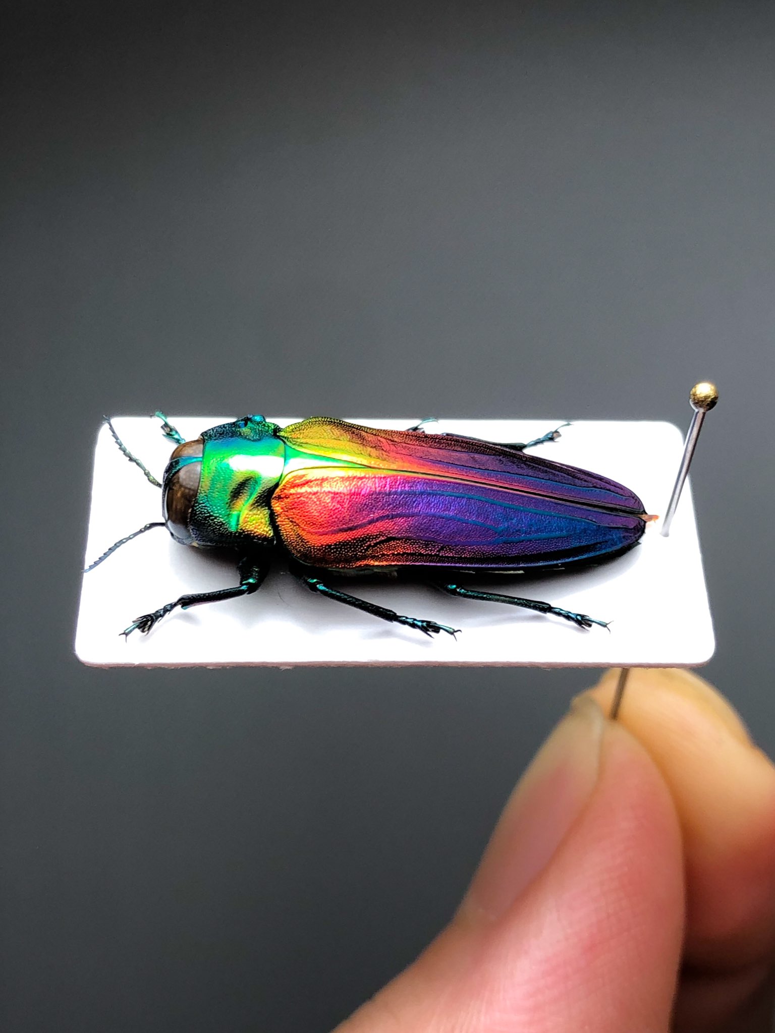 フカヒレ　ムカシタマムシ フカヒレ ムカシタマムシ Discover a place where jewel beetles